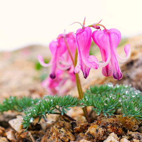 CHAORAS Sports Tenugui /  Dicentra